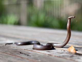 Uttar Pradesh man bitten by snake six times in 35 days- each time on a weekend, claims man