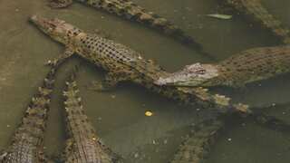 Egyptians pampered this dreaded sea reptile with bread, meat and wine: Study