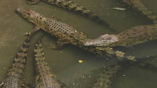 Egyptians pampered this dreaded sea reptile with bread, meat and wine: Study
