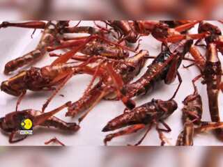 Gravitas: Are Insects the Food of the Future? Singapore Approves 16 Insects Fit for Consumption
