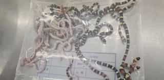 Watch: Man held in China with 104 live snakes stuffed down his pants