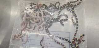 Watch: Man held in China with 104 live snakes stuffed down his pants