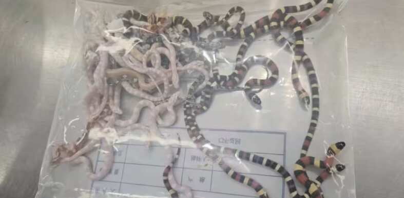 Watch: Man held in China with 104 live snakes stuffed down his pants