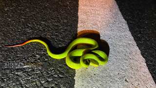 Harry Potter-fame snake found in ‘real life’ at national park in India. See pics
