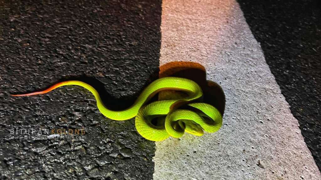 Harry Potter-fame snake found in ‘real life’ at national park in India. See pics