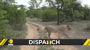 South African government to ban captive breeding of Lions