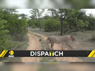 South African government to ban captive breeding of Lions
