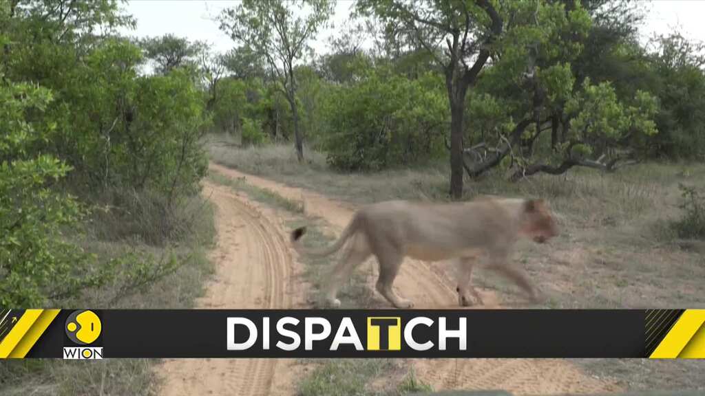 South African government to ban captive breeding of Lions