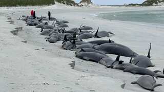 Devastating mass stranding in Scotland: 77 whales dead