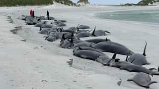 Devastating mass stranding in Scotland: 77 whales dead