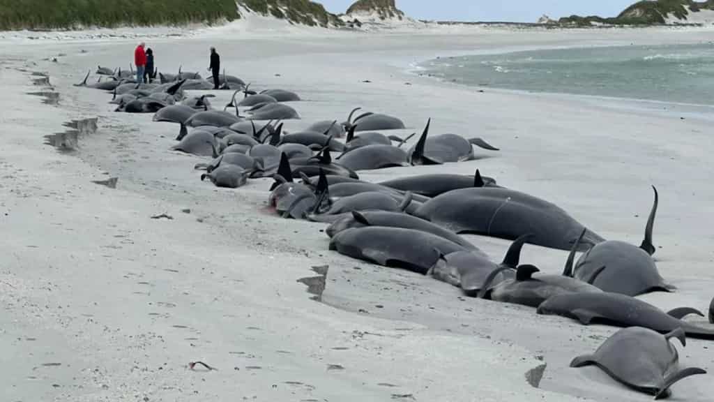 Devastating mass stranding in Scotland: 77 whales dead