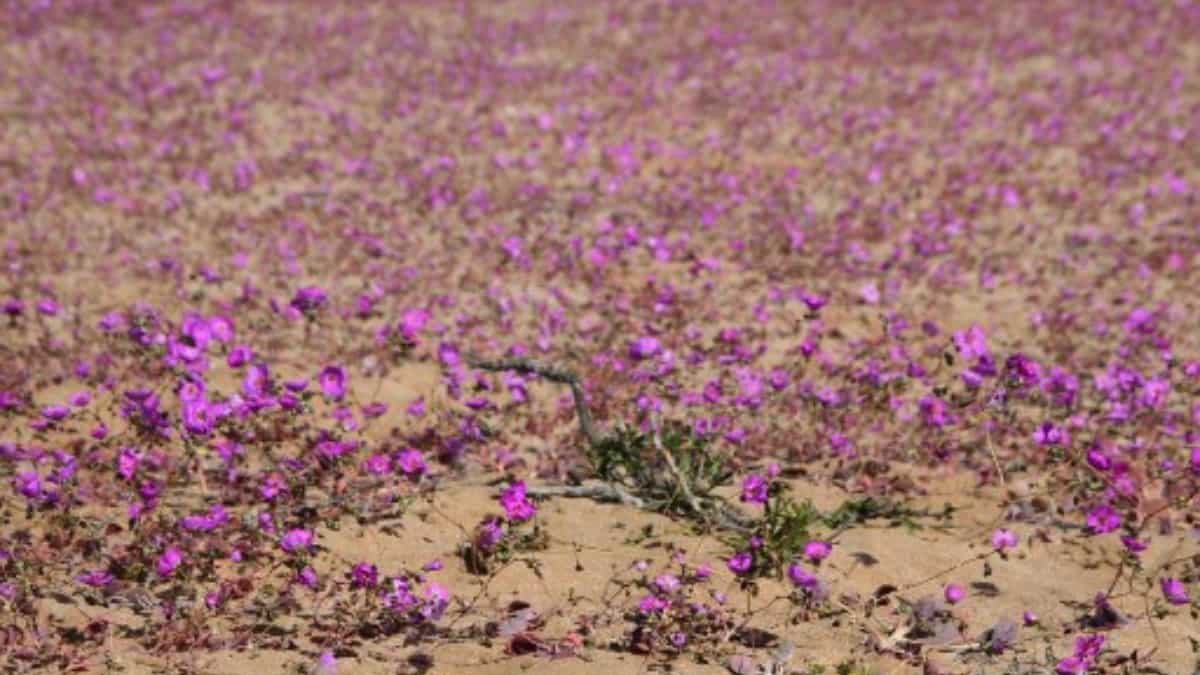 This Chilean desert has turned into a haven of colourful flowers. Here is why This Chilean desert has turned into a haven of colourful flowers. Here is why