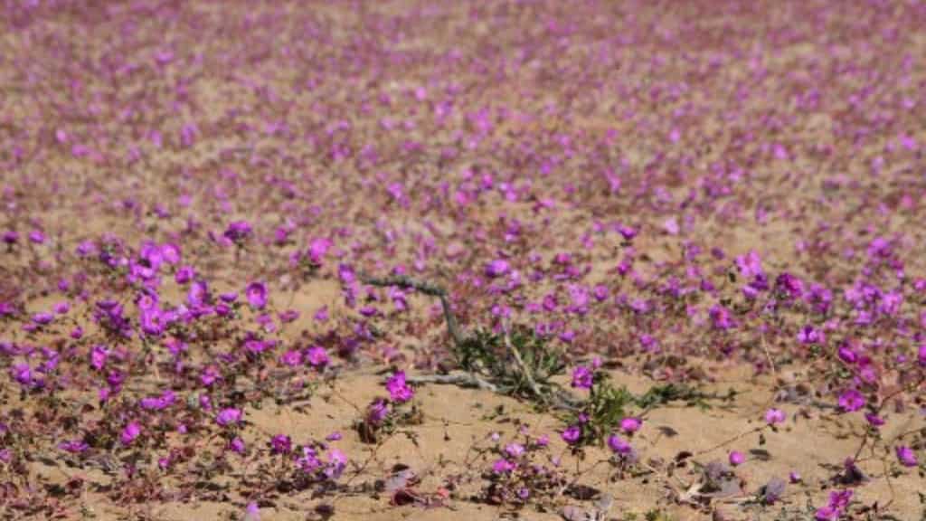 This Chilean desert has turned into a haven of colourful flowers. Here is why