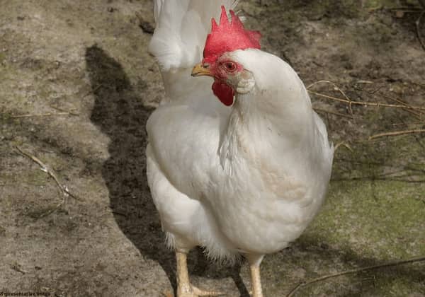 India: Dancer kills hen by biting off its head during performance in Andhra Pradesh, PETA intervenes India: Dancer kills hen by biting off its head during performance in Andhra Pradesh, PETA intervenes