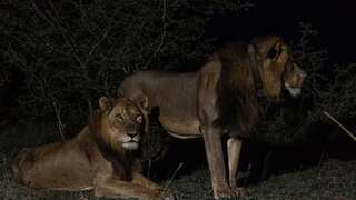 Video: Lion brothers filmed swimming through crocodile-infested water to avoid humans