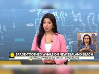 World's rarest Whale washes ashore in New Zealand