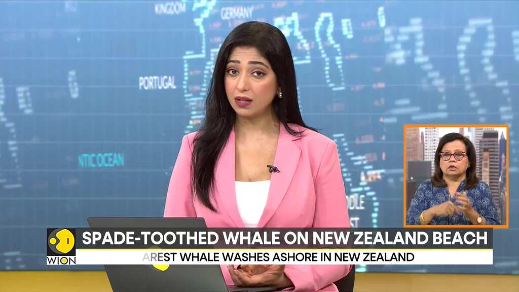 World's rarest Whale washes ashore in New Zealand