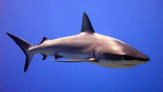 Ancient shark that lived alongside dinosaurs might have been a predator