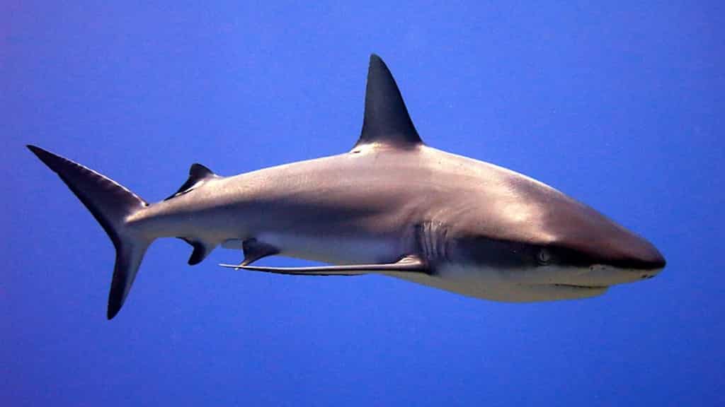 Ancient shark that lived alongside dinosaurs might have been a predator