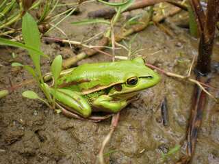 These female frogs refuse sex, eat up males if they don’t like their singing
