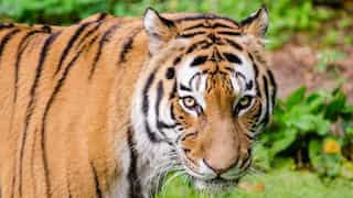 Tiger cubs hit by train in Madhya Pradesh, agitated tigress refuses to budge, hinders rescue ops