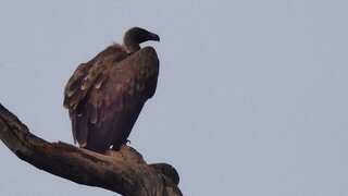 Decline in India's vulture population impacted human health, contributing to thousands of deaths: Report