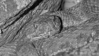 Big Boss of snakes? Scientists live stream thousands of rattlesnakes living in 'mega-den' in Colorado