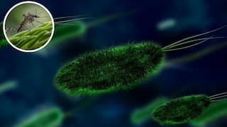 Vector control, hygiene and awareness key to control Chandipura virus: Experts