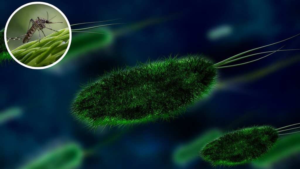 Gujarat | Chandipura virus claims 16 lives, 50 cases reported: Health ministry