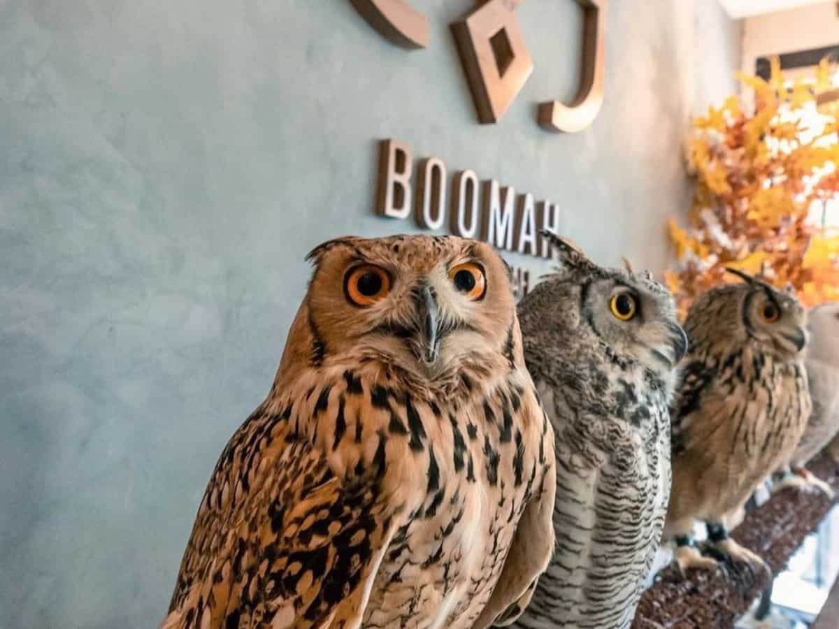 Abu Dhabi's first owl cafe goes viral, internet furious over 'animal cruelty'