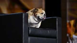 Who is this cutie at Republican National Convention, making US election predictions?