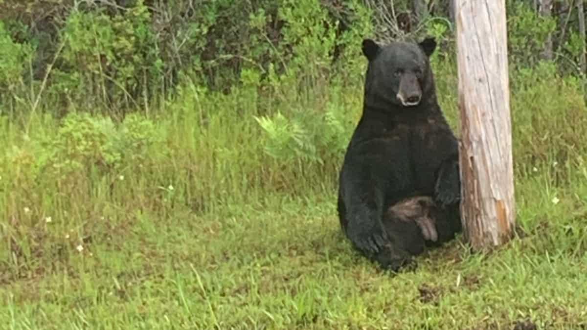 Police in Florida urge people to stop taking selfies with 'depressed bear' Police in Florida urge people to stop taking selfies with 'depressed bear'