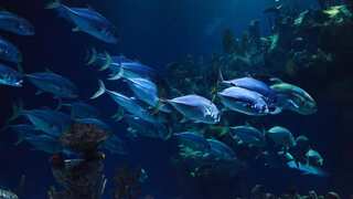 Oxygen is depleting from Earth's water. Here's how it is threatening lives on planet