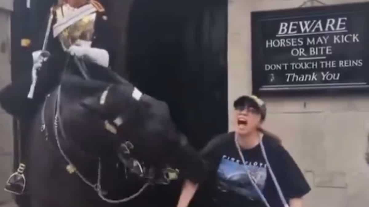 Video: King's Guard horse bites arm of woman, who collapses to the floor