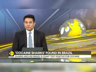 Cocaine found in all 13 Brazilian sharpnose shark samples