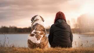 Dogs are altering their behaviour after smelling stress in humans: Study