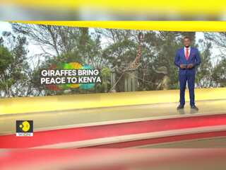 Giraffe translocation brings peace to Kenyan communities