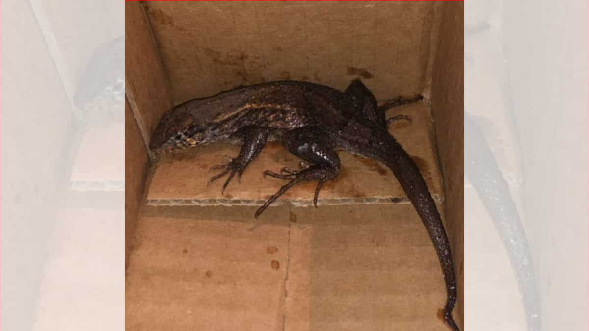 Air fryer with a side of lizard: Woman shocked to see reptile sitting inside Amazon box Air fryer with a side of lizard: Woman shocked to see reptile sitting inside Amazon box