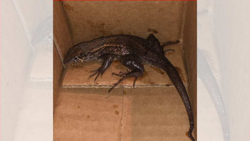 Air fryer with a side of lizard: Woman shocked to see reptile sitting inside Amazon box
