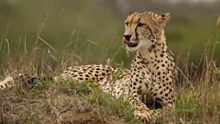 South Africa to evaluate India's Gandhi Sagar wildlife sanctuary for future cheetah releases
