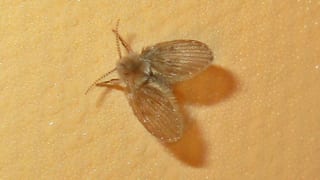 Chinese man suffers devastating consequences after killing a fly on his face