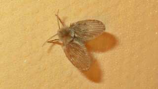 Chinese man suffers devastating consequences after killing a fly on his face