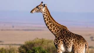Castration of giraffe at Toronto Zoo goes wrong, animal dies under anaesthesia