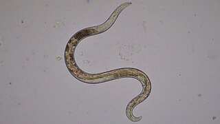 Chernobyl’s miraculous survivors: Resilient worms thrive amid hazardous radiation