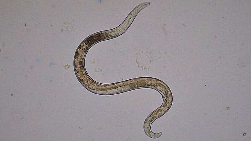 Chernobyl’s miraculous survivors: Resilient worms thrive amid hazardous radiation