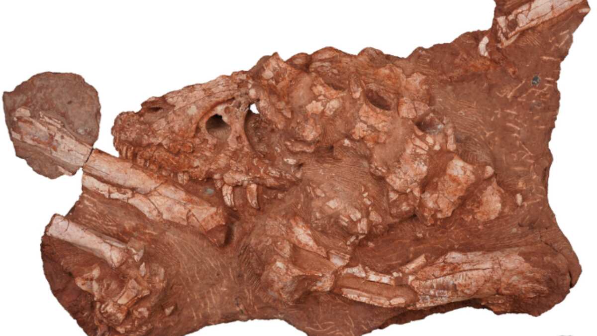 Researchers discover first deep-snouted tyrannosaur in Southern China
