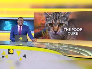 Cat litter bugs may treat Alzheimer's & Parkinson's