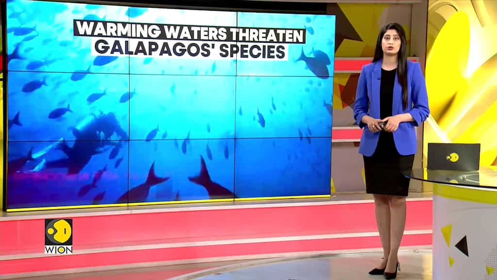 Climate Change: 2023 declared as warmest year for oceans