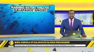 Rising sea temperatures put the lives of animals in Galapagos Islands endangered