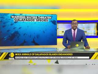Rising sea temperatures put the lives of animals in Galapagos Islands endangered